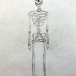 Skelettfunktion-Studie